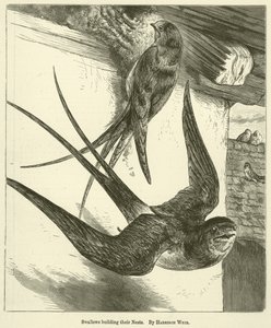 Swallows Building Their Nests by Harrison William Weir