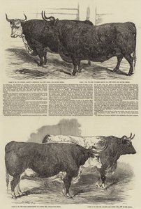 The Annual Exhibition of the Smithfield Club