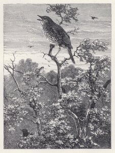 The Concert of Birds by Harrison William Weir