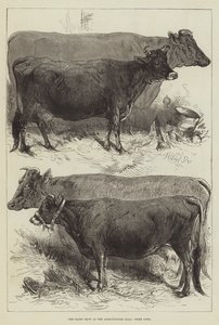 The Dairy Show at the Agricultural Hall, Prize Cows by Harrison William Weir