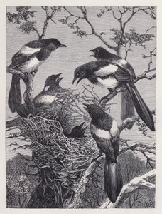 The Magpies and their Nest by Harrison William Weir