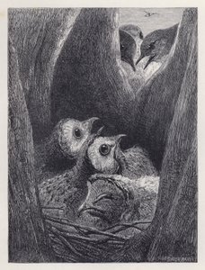 The Nest of Young Owls by Harrison William Weir