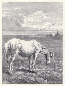 The Old Horse