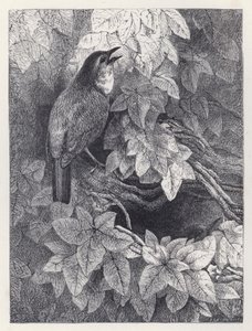The Robins