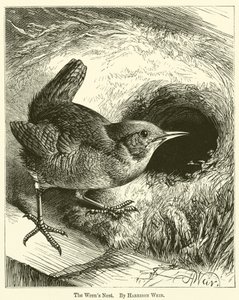 The Wren