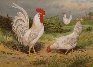 White Leghorns by Harrison William Weir