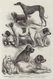 Winners of Prizes at the International Dog Show, Agricultural Hall, Islington
