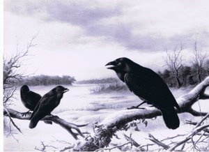Ravens in winter