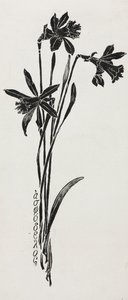 Daffodils by Harry Fenn