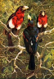 The Crimson Breasted Barbets
