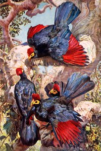 Violet Plantain Eaters