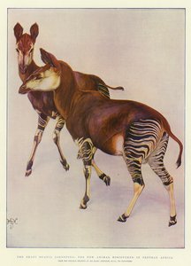 The Okapi (Ocapia Johnstoni), the new Animal discovered in Central Africa