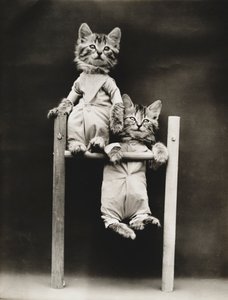 Kitties Series: Exercising, c.1914 by Harry Whittier Frees