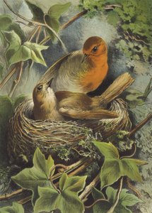 Robin and Its Nest by Hector Giacomelli