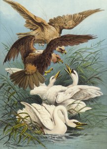 Swans and Eagles