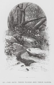 The Insect: The Ants, their Flocks and their Slaves by Hector Giacomelli