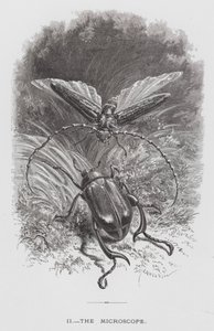 The Insect: The Microscope by Hector Giacomelli
