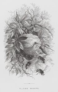 The Insect: The Wasps by Hector Giacomelli