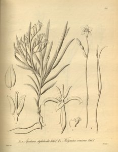 Apostasia wallichii (as Apostasia stylidioides) - Thelymitra cornicina by Heinrich Gustav Reichenbach