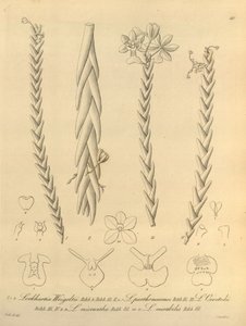Lockhartia - Xenia vol 1 (1858) fig 40