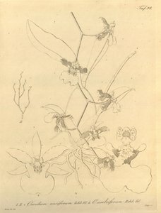 Biodiversity Heritage Library Notice by Heinrich Gustav Reichenbach