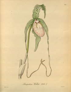 This file comes from the Biodiversity Heritage Library, and is available online at biodiversitylibrary.org/page/698377