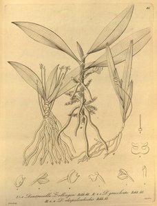 This File Comes from the Biodiversity Heritage Library by Heinrich Gustav Reichenbach