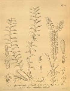Illustrations of Appendicula kuhlii by Heinrich Gustav Reichenbach