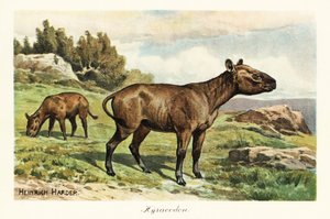 Hyracodon, extinct genus of pony-like mammal, Oligocene by Heinrich Harder