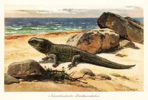 Vulnerable tuatara, Sphenodon punctatus, on the shore by Heinrich Harder
