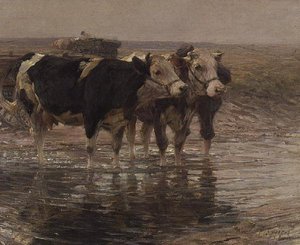 Cattle watering