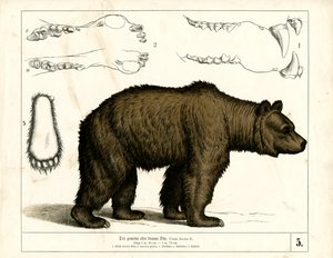 Brown Bear with Anatomical Details by Heinrich Leutemann