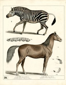 Horse and Zebra with Anatomical Details by Heinrich Leutemann