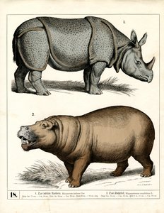 Indian Rhinoceros and Hippopotamus