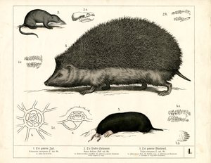 Insectivores: Hedgehog, Shrew and Mole