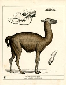 Llama with Skull and Anatomical Details