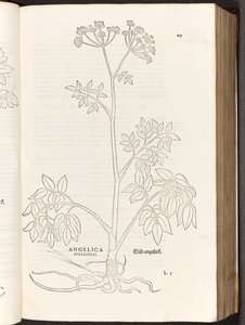Wild Angelica, illustration from De historia stirpium commentarii insignes by Leonhart Fuchs, 1542 by Heinrich and Meyer, Albert Fullmaurer