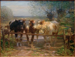 Cows at the Gate