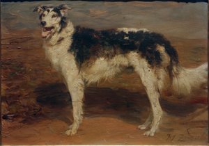 Greyhound