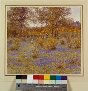 Bluebell Copse