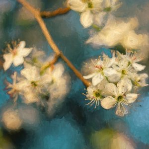 Apple Blossom, 2019