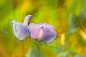 Autumn Sweetpea I by Helen White