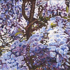 Blue Wisteria