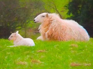 Contentment