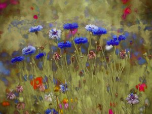 Cornflower Blue by Helen White