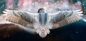 Dare to Fly