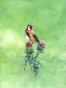 Goldfinch II, 2021 by Helen White