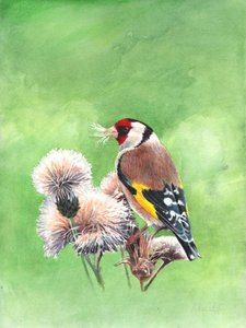 Goldfinch I by Helen White