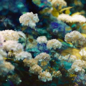 Heavenly Hydrangeas
