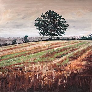 Late Afternoon Field